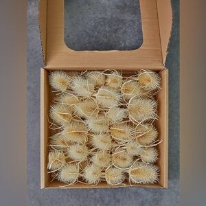 Anthropologie Preserved Dipsacus Heads, NIB